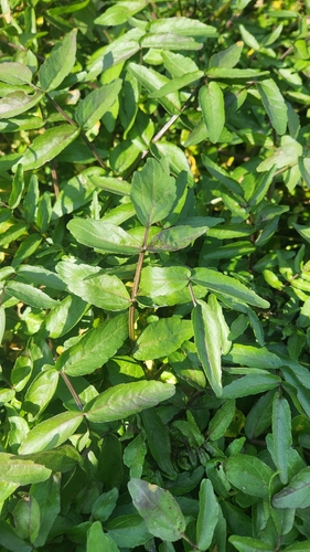 iNaturalist observation photo of watercress