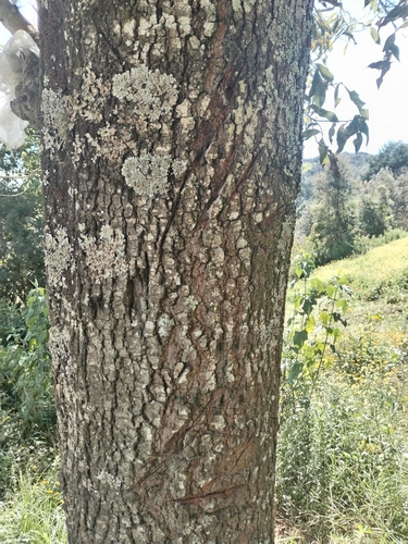 Quercus acatenangensis