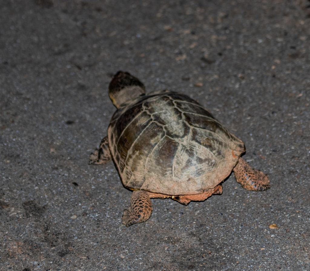 Big-headed Pantanal Swamp Turtle in February 2023 by Artur Luiz ...