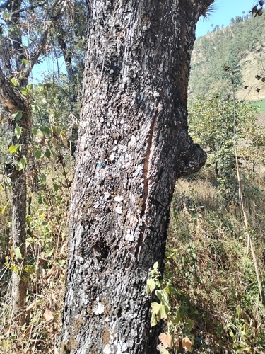 Quercus peduncularis