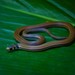 Black-headed Snake - Photo (c) rojas_morales_ja, all rights reserved