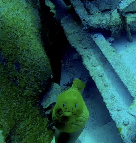 Green Moray
