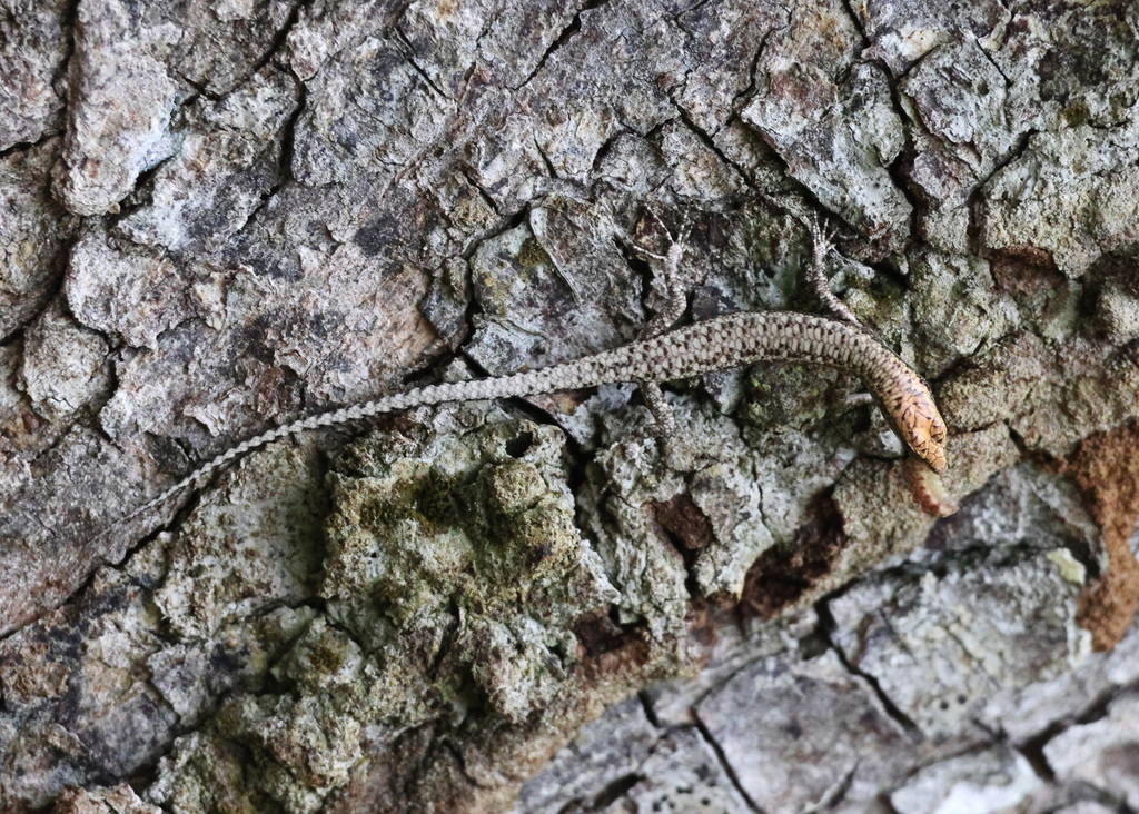 New Guinea Snake-eyed Skink from Jayapura Regency, Papua, Indonesia on ...