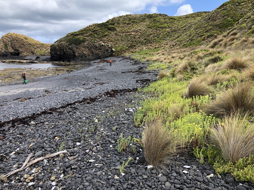 Sea Spurge from Circular Head, Tasmania, Australia on February 08, 2023