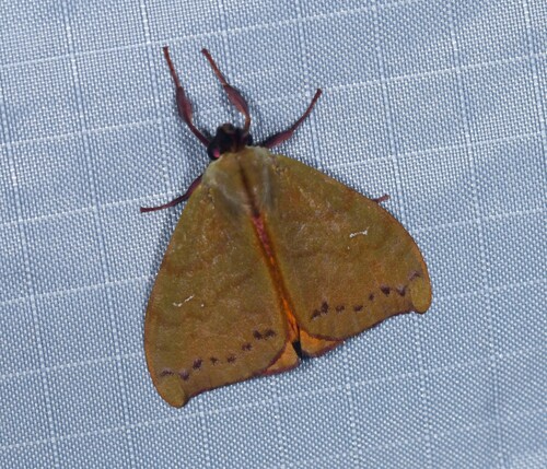 Staetherinia
