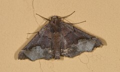 Image of Pero jimenezaria