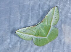 Image of Dichorda iris