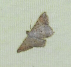 Image of Macaria nundinata