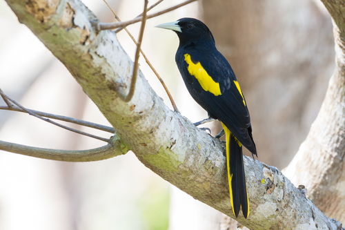 Yellow-winged Cacique