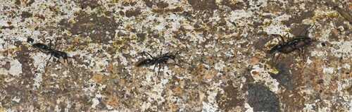 Leptogenys volcanicaLeptogenys volcanica