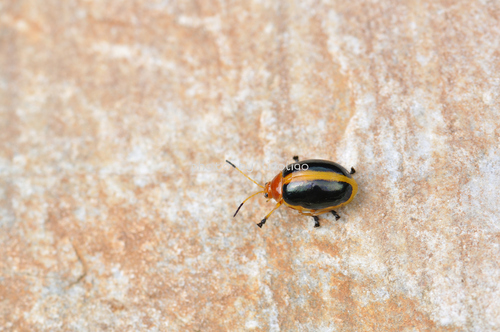 Oides Sp Oides parabowringii · iNaturalist