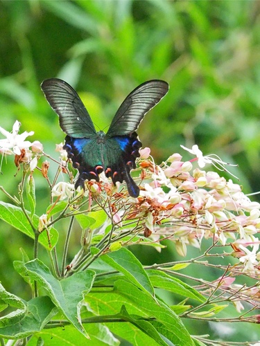Japanese Peacock Swallowtail