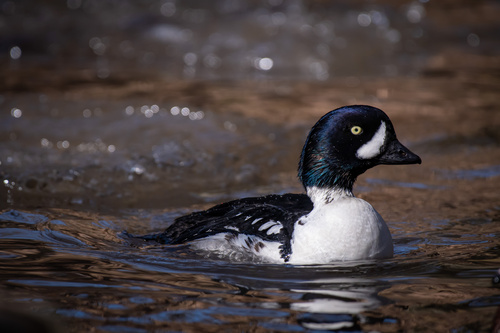 Barrow's Goldeneye