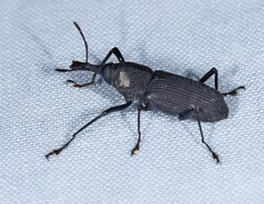 Rhinostomus barbirostris image