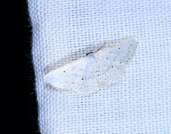 Image of Scopula eburneata