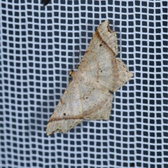 Image of Macaria perpendiculata