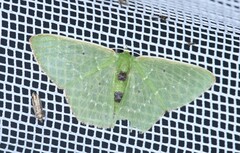 Image of Nemoria carolinae