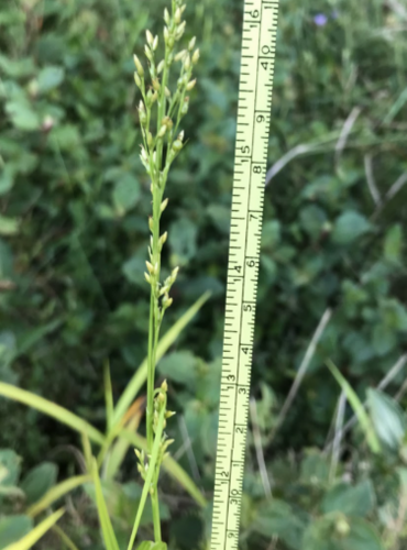 Panicum parvifolium