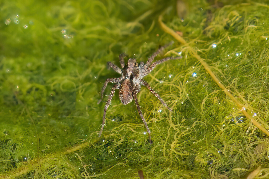 Shore Spider from Greene County, OH, USA on February 15, 2023 at 12:58 ...