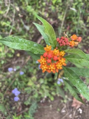Asclepias curassavica image