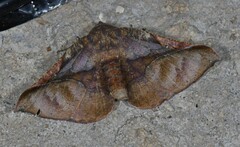 Image of Pero exquisita