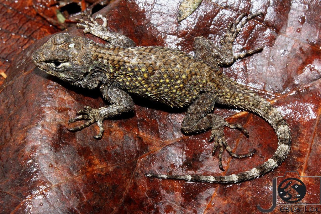 Asperous Spiny Lizard (Sceloporus asper)