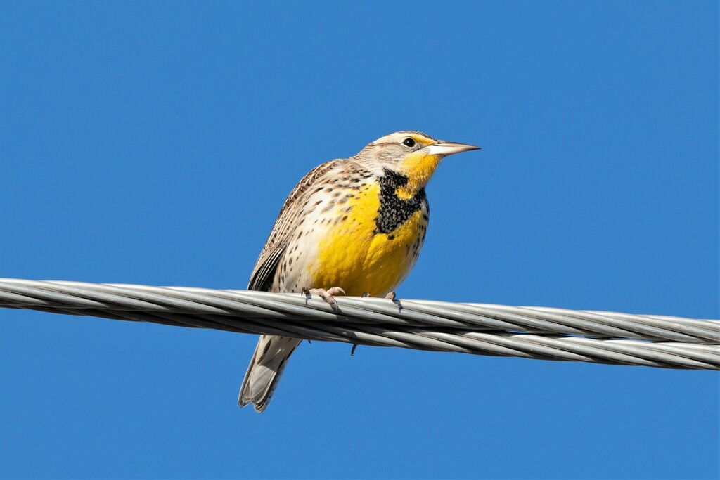 Western Meadowlark from Lancaster County, NE, USA - By Tower on SW 98th ...