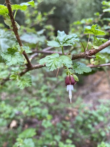 Canyon Gooseberry