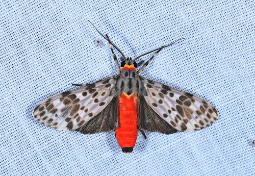 Eucereon argutum