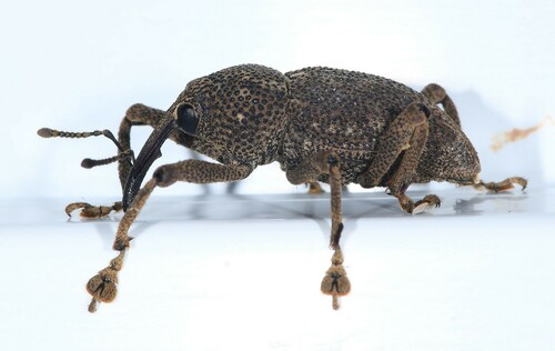 Homalinotus dorsalis image