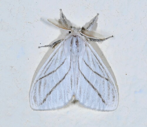 Lymantriinae image