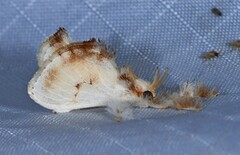 Image of Dalcerides alba