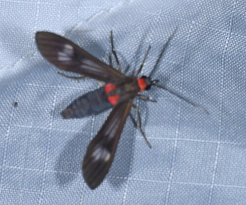 Hypocladia restricta