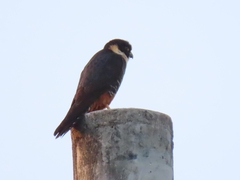 Falco rufigularis image