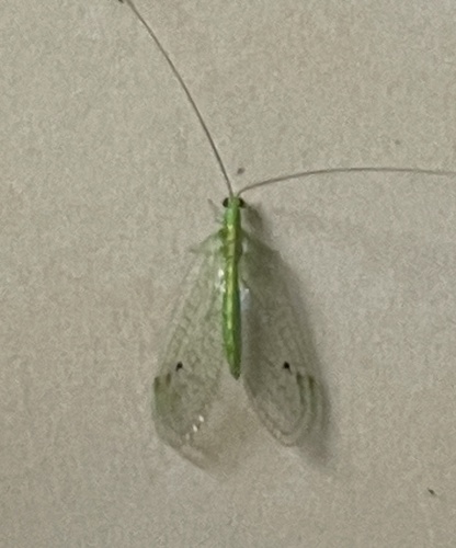 Signochrysa