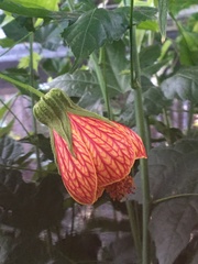 Callianthe picta image