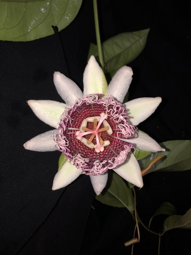 Passiflora brauliensis image