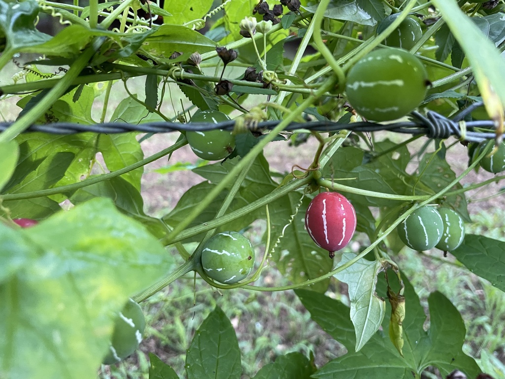 Native Bryony from McLeans Ridges, NSW, AU on February 17, 2023 at 06: ...