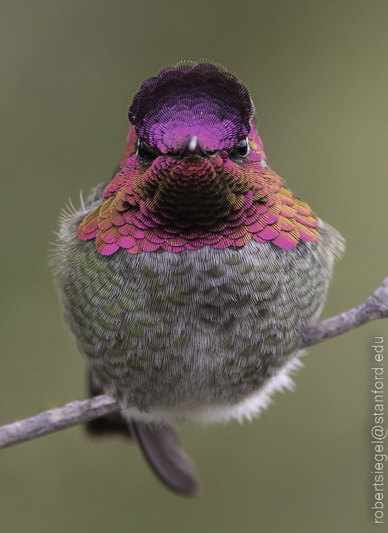 Anna's Hummingbird from Palo Alto, CA, USA on February 16, 2023 at 12: ...