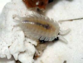 Exalloniscus maschwitzi