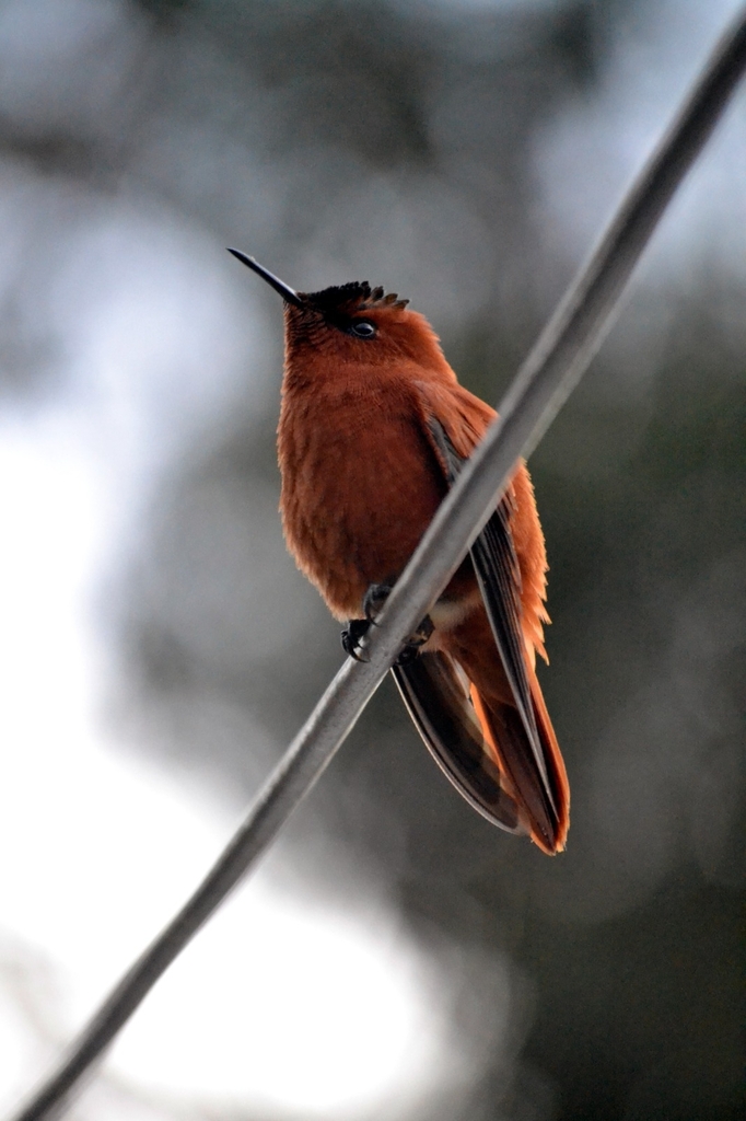 Juan Fernandez Firecrown photo