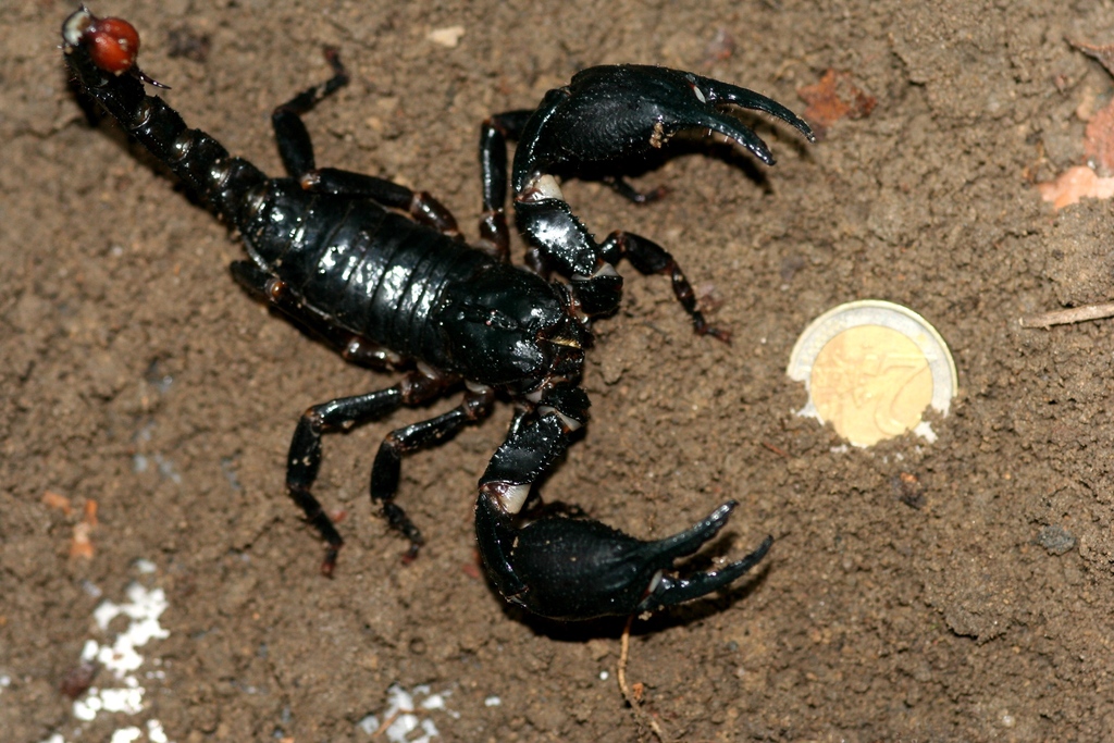 Giant Blue Scorpion From Selangor Malaysia On March At