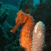Observation photo