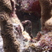 Observation photo