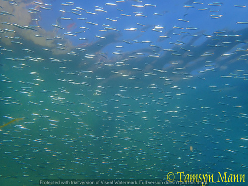 European Sprat
