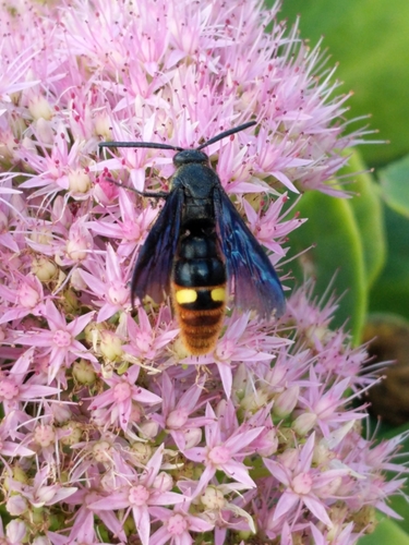 Blue-winged Scoliid Wasp