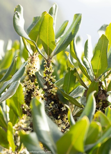 Pleiomeris canariensis (Willd.) A.DC.