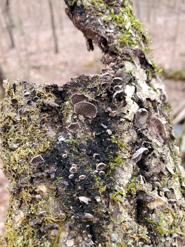 Resupinatus
