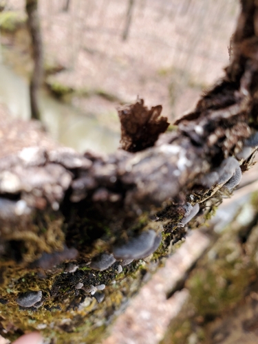Resupinatus (Photo 2 of 3)
