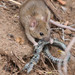 Old World Mice and Rats - Photo (c) Steve Collins, all rights reserved